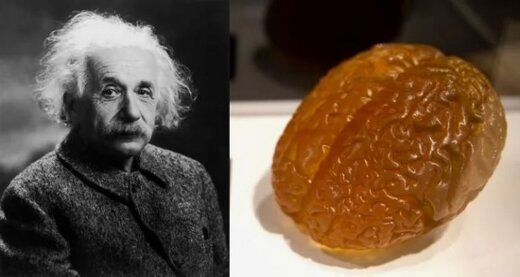 مغز اینشتین در حال حاضر کجاست؟
