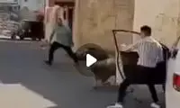  فرار کردن گوسفند قربانی در روز عید قربان!
