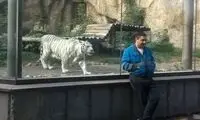 واکنش ببری که بعد از 5سال نگهبان باغ‌وحش را دید