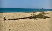 واکنش‌ها به قطع‌شدن تک درخت زیبای «دَرَک» 