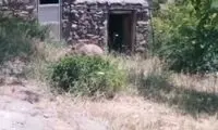 ویدئوی بامزه از غذا خوردن خرس در ارسباران