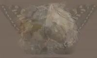 بگو تو عکس چه حیوونی دیدی تا شخصیتت رو بگم