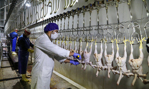 احتمال افزایش دوباره قیمت مرغ در روزهای آینده 