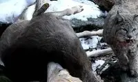 سیاه‌گوش قلدر، یک گوزن ده برابر وزن خودش را شکار کرد!