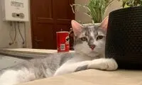گم شدن گربه محبوب، یک کشور را به‌هم ریخت