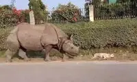 واکنش خنده‌دار یک سگ پس از دیدن کرگدن عظیم‌الجثه