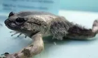 این قورباغه‌های عجیب پشمالواند!