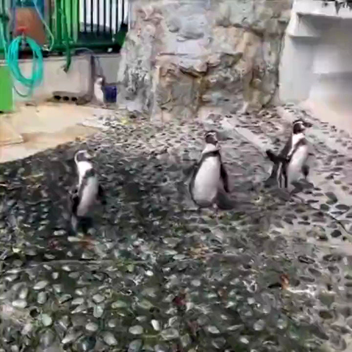 تلاش بامزه پنگوئن‌ها برای شکار یک پروانه در باغ وحش