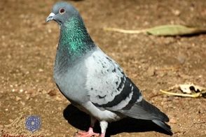 ویدئو بامزه از چاق‌ترین کبوتر دنیا در چین