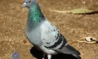 ویدئو بامزه از چاق‌ترین کبوتر دنیا در چین
