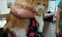 ابراز احساسات عجیب یک خانواده به گربه وحشی غول‌پیکر!