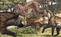 بزرگترین یوزپلنگ دنیا کشف شد