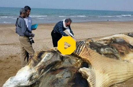 کشف لاشه نهنگ ۱۵ متری در هندیجان