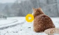 راه‌کار جالب گربه‌های باهوش برای غلبه بر سرما