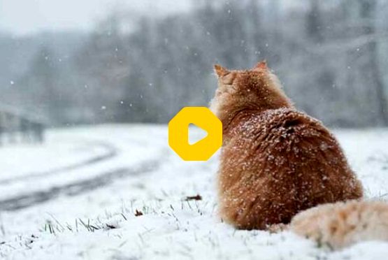 راه‌کار جالب گربه‌های باهوش برای غلبه بر سرما