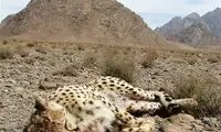 کم توجهی، جان یکی از بچه یوزهای ایران را گرفت