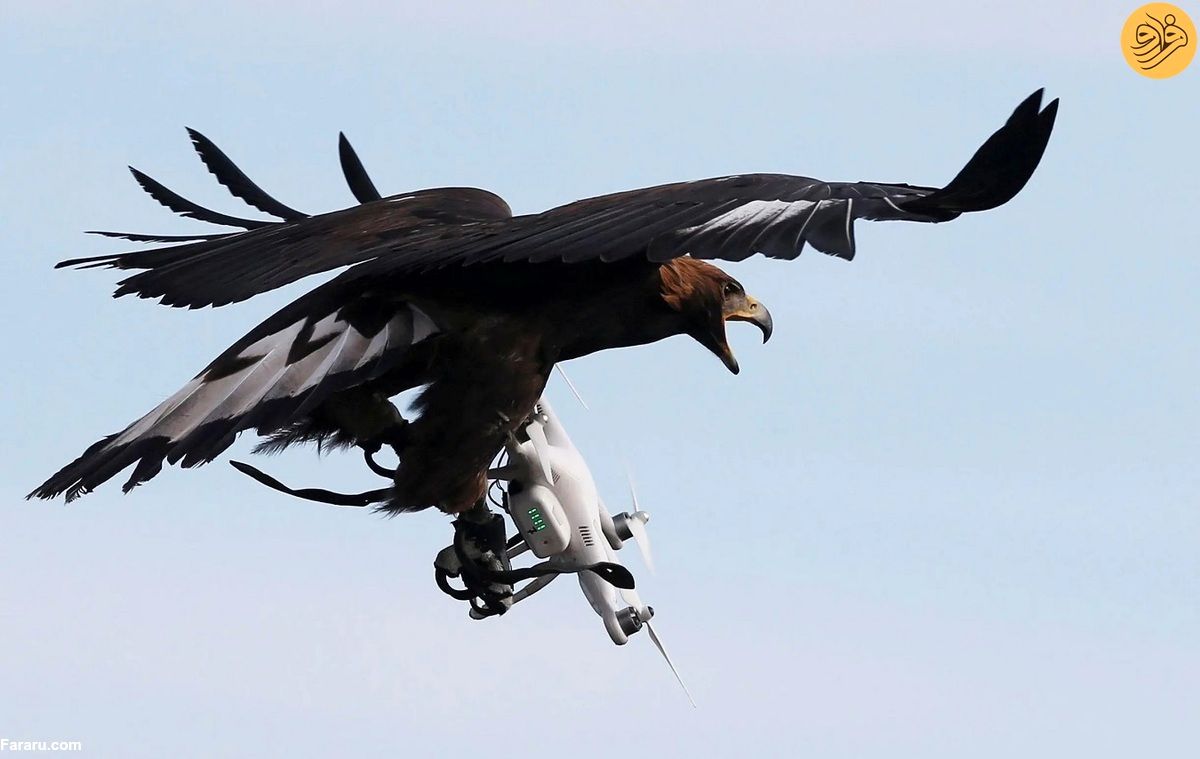 لحظه دزدیدن پهپاد در حال پرواز توسط عقاب