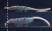 ربات‌های جادویی برای تحویل دارو در بدن انسان