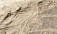 کشف بقایای پستانداری که ۱۲۰میلیون سال پیش خورده شد!