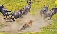 حمله برق‌آسای پلنگ به گوزن یالدار