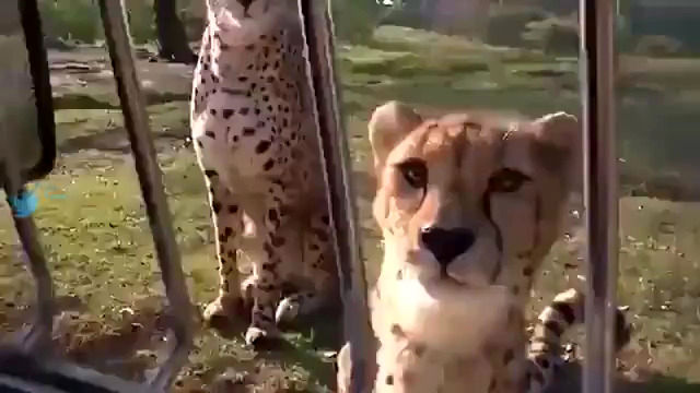 صدای جالب یک یوزپلنگ برای ابراز احساسات