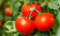 پاسخ به پرسشی دیرینه؛ گوجه میوه است یا سبزی؟