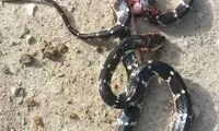 سیاه مار، جان دو تبعه افغانستانی را گرفت