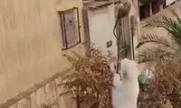 ویدئویی از تام جری واقعی بالای یک درخت در خیابان