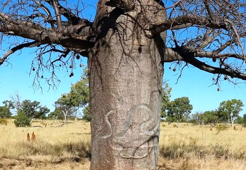 درختانی با نمادهای اسرارآمیز در صحرای استرالیا