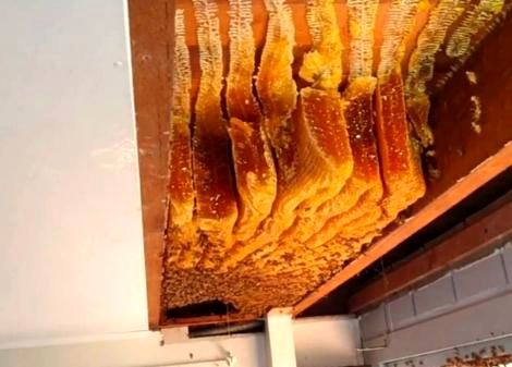 کشف یکی از بزرگترین کندو عسل‌های جهان در سقف یک خانه