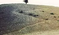 عکس تازه از معروف‌ترین درختی که ایرانی‌ها می‌شناسند