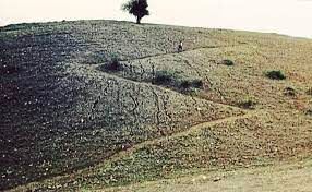 عکس تازه از معروف‌ترین درختی که ایرانی‌ها می‌شناسند