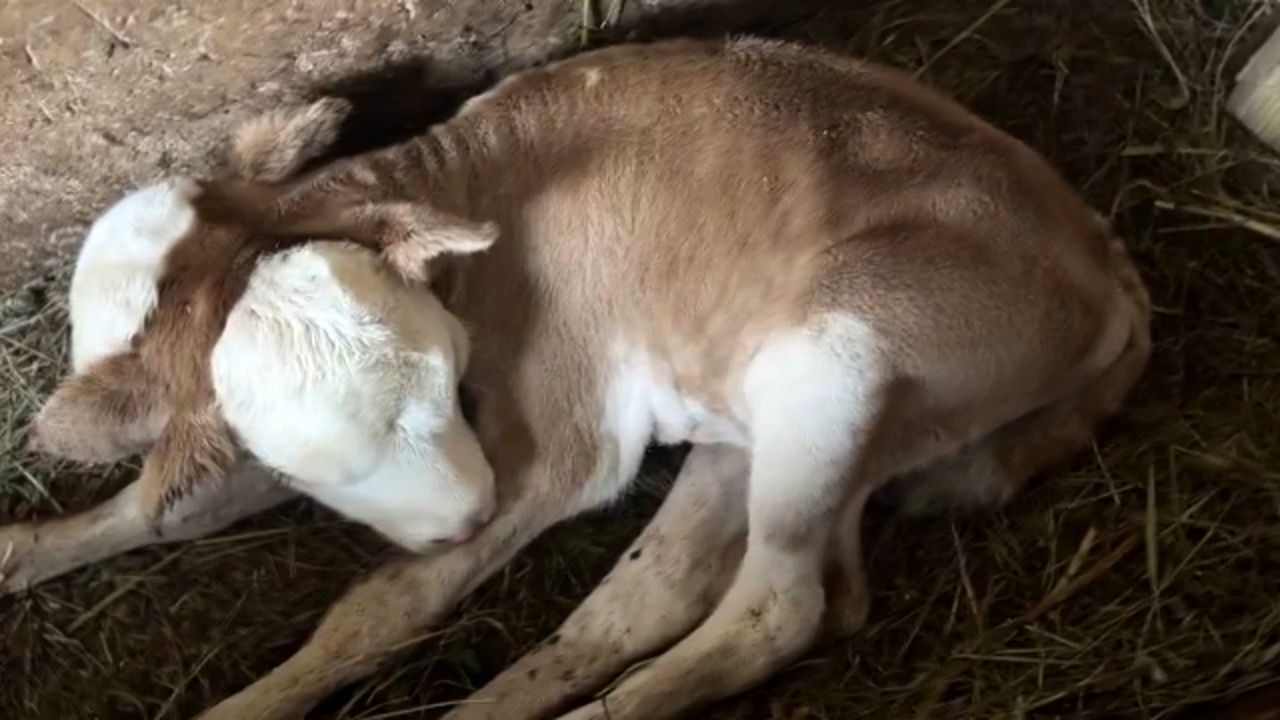 تولد یک گوساله با دو سر در گرجستان