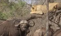 یک شیر از ترس گله گاومیش‌ها به بالای درخت پناه برد