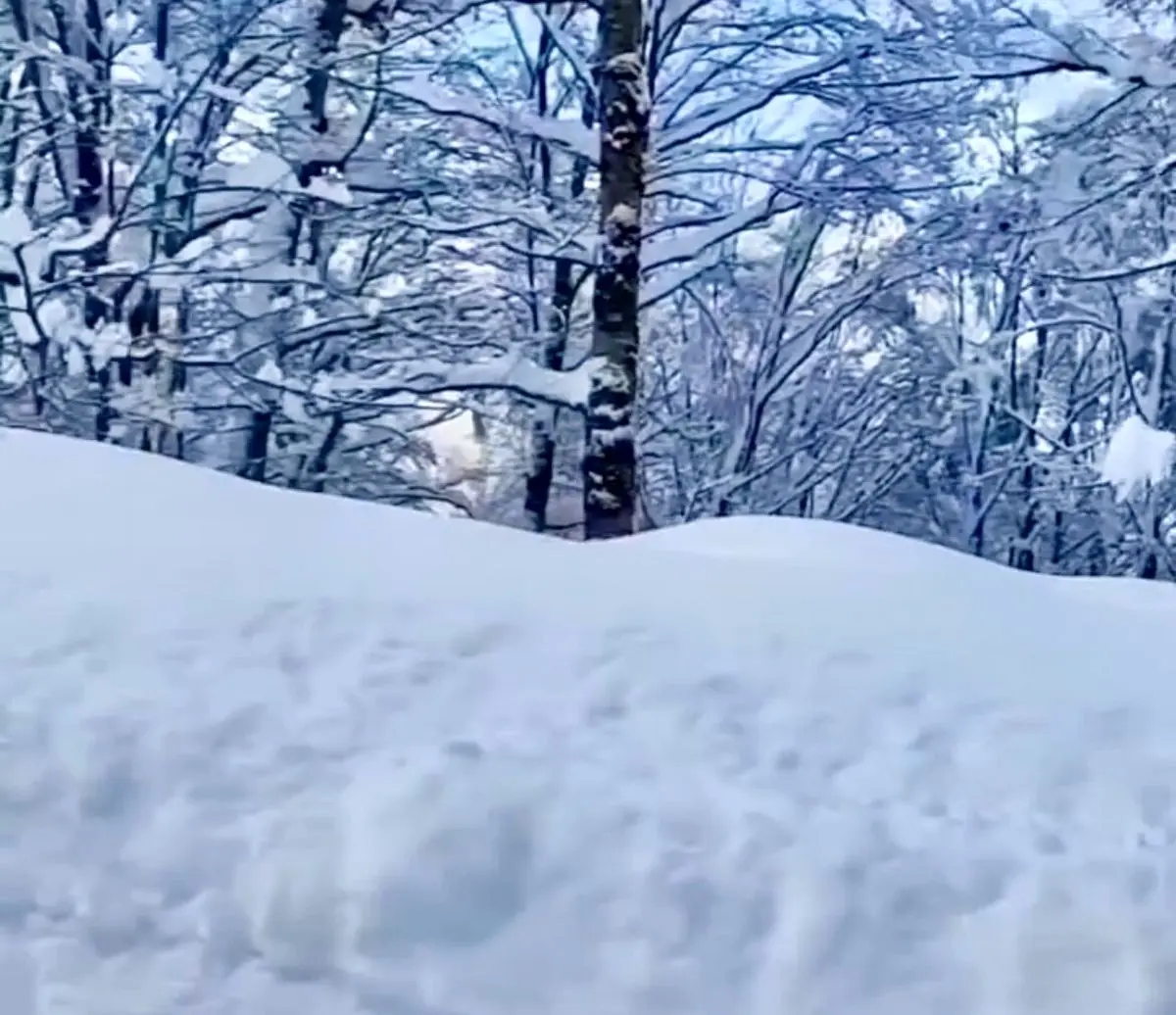 ویدئویی تماشایی از بارش برف در یکی از زیباترین جاده‌های ایران