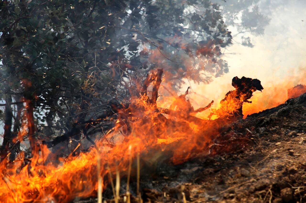 آتش سوزی وسیع در 10 هکتار از اراضی مازندران