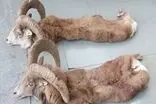 کشف لاشه سه راس قوچ و میش وحشی در نهبندان