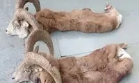 کشف لاشه سه راس قوچ و میش وحشی در نهبندان