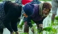 نامگذاری جالب برنج‌های جدید ایرانی به نام دختران