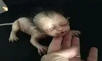  موجودی عجیب الخلقه با سر انسان و بدن حیوان! 