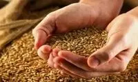  معیار تعیین قیمت گندم اعلام شد