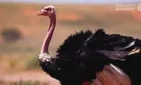بازگشت یک پرنده ویژه به عربستان بعد از ۱۰۰ سال