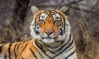 بار خبرسازی که از یک نیسان در مشهد کشف شد