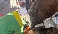 بلایی که معتادان بر سر کهن‌ترین درخت دربند آوردند