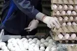 قیمت جدید تخم‌مرغ اعلام شد
