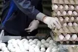 قیمت جدید تخم‌مرغ اعلام شد