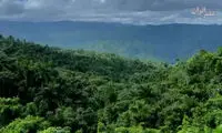 ببینید: مزرعه زیبای قهوه در کوبا