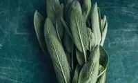 گیاهی که می‌تواند عرق زیر بغل را از بین ببرد