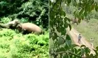 لحظه وحشتناک حمله فیل خشمگین به یک جنگلبان 