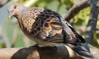 این قمری بعد از ۹ سال دیده شد 
